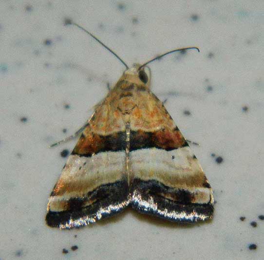 Falena siciliana 12 da identificare - Pseudozarba bipartita, Noctuidae